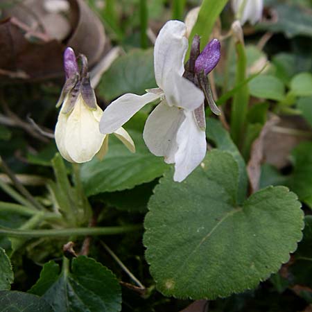 Viola odorata var. sulphurea \ Wohlriechendes Veilchen, Mrz-Veilchen / Sweet Violet, D Weinheim an der Bergstraße 25.3.2008