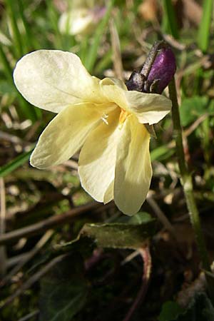 Viola odorata var. sulphurea \ Wohlriechendes Veilchen, Mrz-Veilchen / Sweet Violet, D Weinheim an der Bergstraße 25.3.2008