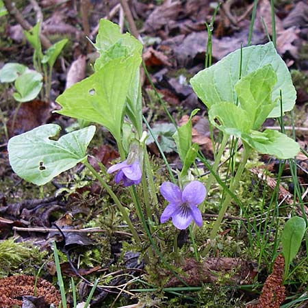 Viola mirabilis \ Wunder-Veilchen / Broad-Leaved Violet, D Ingelheim 5.4.2008