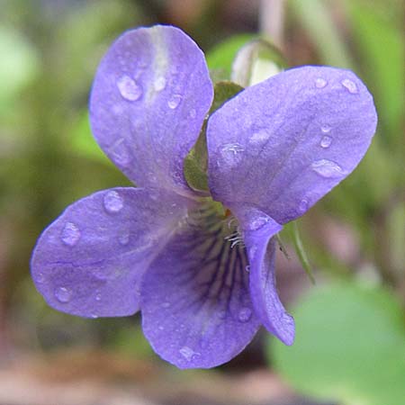 Viola mirabilis \ Wunder-Veilchen / Broad-Leaved Violet, D Ingelheim 5.4.2008