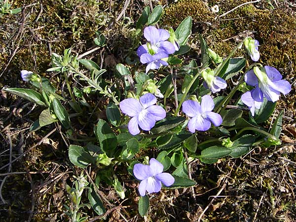 Viola canina \ Hunds-Veilchen / Dog Violet, D Rheinhessen, Wonsheim 26.4.2008