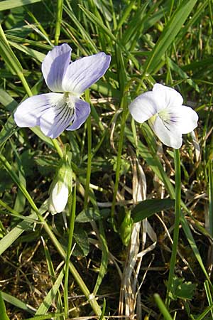 Viola pumila \ Niedriges Veilchen / Meadow Violet, D Lampertheim 15.4.2009