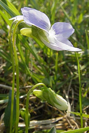Viola pumila \ Niedriges Veilchen / Meadow Violet, D Lampertheim 15.4.2009
