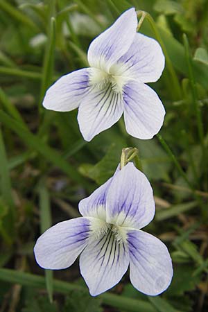 Viola pumila \ Niedriges Veilchen / Meadow Violet, D Lampertheim 15.4.2009