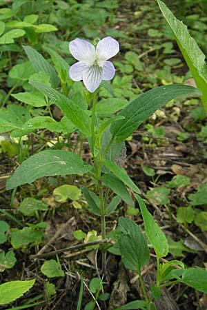 Viola elatior \ Hohes Veilchen / Tall Violet, D Lampertheim 3.5.2009