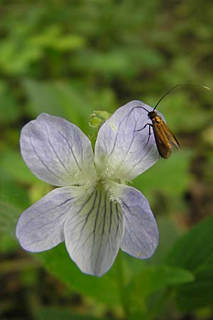 Viola elatior \ Hohes Veilchen / Tall Violet, D Lampertheim 3.5.2009