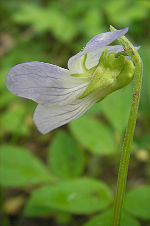 Viola elatior \ Hohes Veilchen / Tall Violet, D Lampertheim 3.5.2009