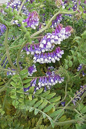 Vicia villosa, Zottel-Wicke, Zottige Wicke