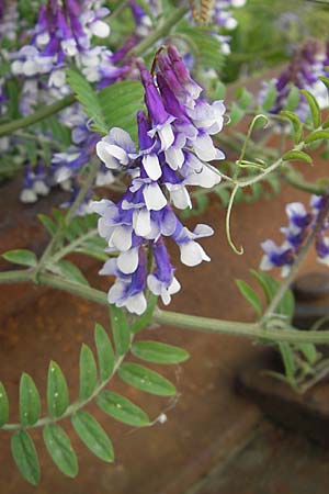 Vicia villosa \ Zottel-Wicke, Zottige Wicke / Hairy Vetch, D Mannheim 3.5.2009