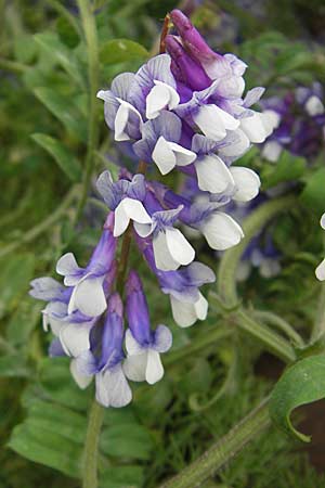 Vicia villosa \ Zottel-Wicke, Zottige Wicke / Hairy Vetch, D Mannheim 3.5.2009