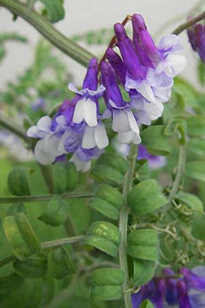 Vicia villosa \ Zottel-Wicke, Zottige Wicke / Hairy Vetch, D Mannheim 3.5.2009