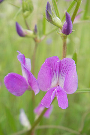 Vicia angustifolia \ Schmalblttrige Futter-Wicke / Narrow-Leaved Vetch, D Mannheim 16.5.2009