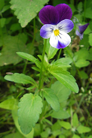 Viola tricolor \ Wildes Stiefmtterchen / Heartsease, Wild Pansy, D Mannheim 16.5.2009