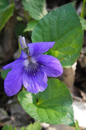 Viola x bavarica \ Veilchen-Hybride / Hybrid Violet, D Rheinhessen, Nack 27.4.2010