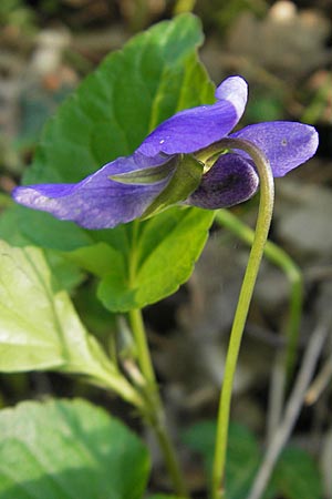 Viola x bavarica \ Veilchen-Hybride / Hybrid Violet, D Rheinhessen, Nack 27.4.2010