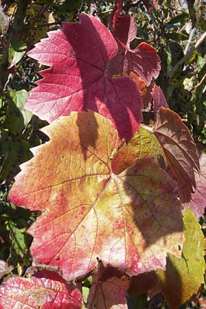 Vitis sylvestris ? \ Wilde Weinrebe / Grape Vine, D Waghäusel 1.10.2011