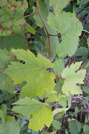 Vitis sylvestris ? \ Wilde Weinrebe / Grape Vine, D Mannheim Mühlau-Hafen 4.10.2011