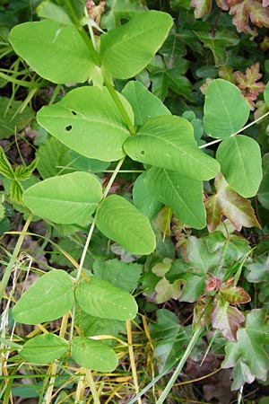 Vicia pisiformis \ Erbsen-Wicke / Pea Vetch, Pale-Flower Vetch, D Wetzlar 17.5.2014