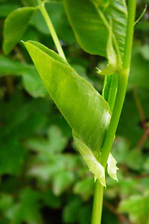 Vicia pisiformis \ Erbsen-Wicke / Pea Vetch, Pale-Flower Vetch, D Wetzlar 17.5.2014