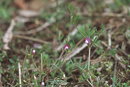 Vicia lathyroides \ Frhlings-Zwergwicke / Spring Vetch, D Schwetzingen 1.5.2006