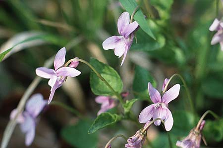 Viola reichenbachiana \ Wald-Veilchen / Early Dog Violet, D Mannheim 1.5.1984