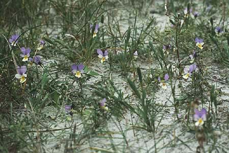 Viola tricolor subsp. ammotropha \ Dnen-Stiefmtterchen / Seaside Pansy, Sand Pansy, D Insel/island Spiekeroog 10.6.1984