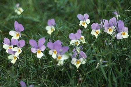 Viola tricolor subsp. ammotropha \ Dnen-Stiefmtterchen / Seaside Pansy, Sand Pansy, D Insel/island Spiekeroog 10.6.1984