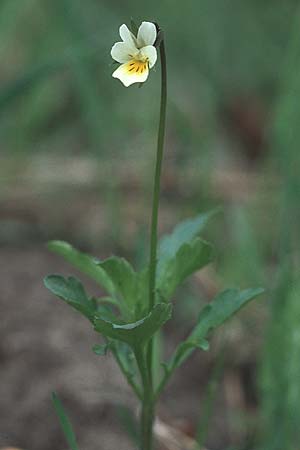 Viola arvensis, Field Pansy Viola arvensis, Field Pansy