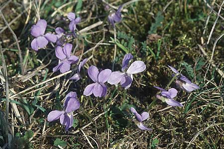 Viola hirta \ Rauhaariges Veilchen / Hairy Violet, D Bockenheim 3.4.2005