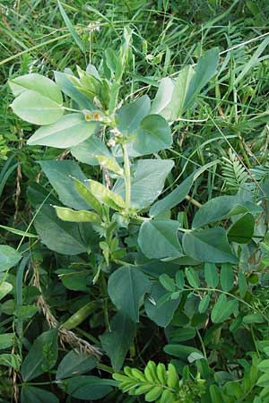 Vicia johannis var. procumbens \ Niederliegende Maus-Wicke, D Rauenberg 22.6.2013