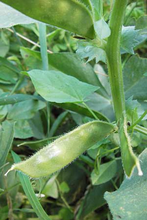 Vicia johannis var. procumbens \ Niederliegende Maus-Wicke, D Rauenberg 22.6.2013