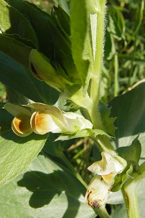 Vicia johannis var. procumbens \ Niederliegende Maus-Wicke, D Rauenberg 22.6.2013