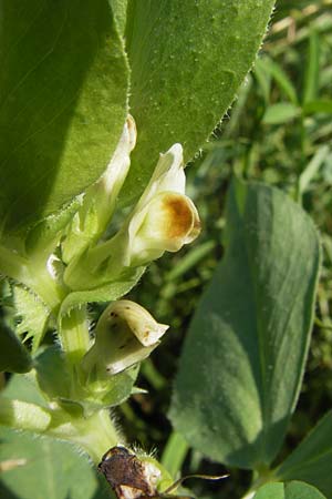 Vicia johannis var. procumbens \ Niederliegende Maus-Wicke, D Rauenberg 22.6.2013