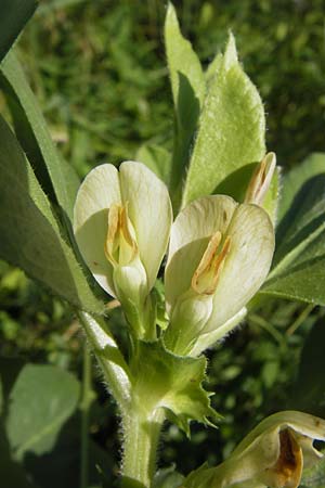 Vicia johannis var. procumbens \ Niederliegende Maus-Wicke, D Rauenberg 22.6.2013