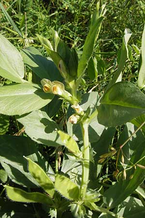 Vicia johannis var. procumbens \ Niederliegende Maus-Wicke, D Rauenberg 22.6.2013