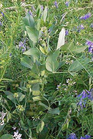 Vicia johannis var. procumbens \ Niederliegende Maus-Wicke, D Rauenberg 22.6.2013