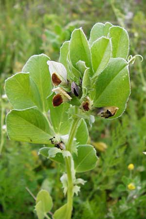 Vicia johannis var. procumbens \ Niederliegende Maus-Wicke, D Rauenberg 22.5.2014