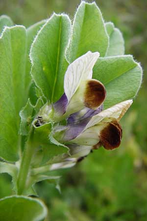 Vicia johannis var. procumbens \ Niederliegende Maus-Wicke, D Rauenberg 22.5.2014