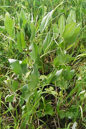 Vicia johannis var. procumbens \ Niederliegende Maus-Wicke, D Rauenberg 22.5.2014