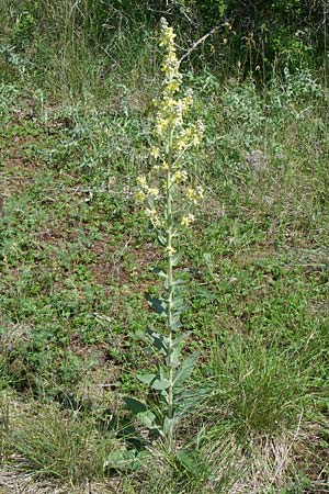 Verbascum lychnitis \ Mehlige Knigskerze / White Mullein, D Rheinhessen, Flonheim 14.6.2008