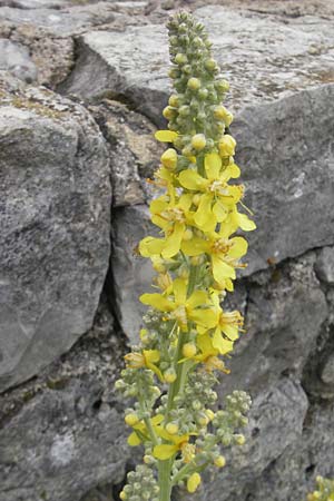 Verbascum lychnitis \ Mehlige Knigskerze / White Mullein, D Nördlingen 8.6.2012