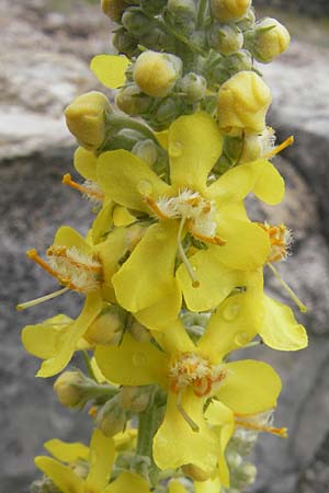 Verbascum lychnitis \ Mehlige Knigskerze / White Mullein, D Nördlingen 8.6.2012