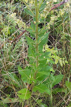 Verbascum lychnitis \ Mehlige Knigskerze / White Mullein, D Raunheim 29.6.2013