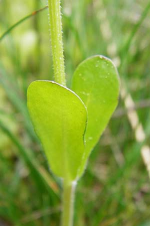 Valerianella locusta \ Feld-Salat / Corn Salad, D Gladenbach 26.4.2014
