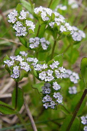 Valerianella locusta \ Feld-Salat / Corn Salad, D Gladenbach 26.4.2014