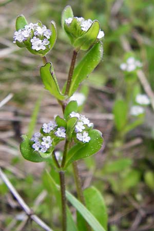 Valerianella locusta \ Feld-Salat / Corn Salad, D Gladenbach 26.4.2014