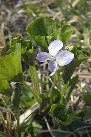 Viola mirabilis \ Wunder-Veilchen / Broad-Leaved Violet, D Hurlach 18.4.2009