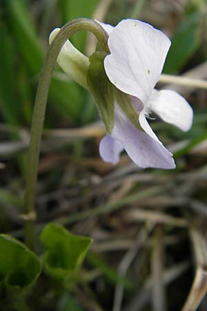 Viola mirabilis \ Wunder-Veilchen / Broad-Leaved Violet, D Hurlach 18.4.2009