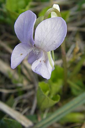 Viola mirabilis \ Wunder-Veilchen / Broad-Leaved Violet, D Hurlach 18.4.2009
