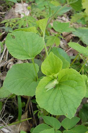 Viola mirabilis \ Wunder-Veilchen / Broad-Leaved Violet, D Günzburg 8.5.2010